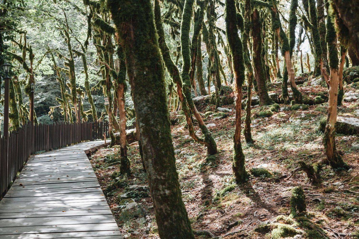 сочи, псахо, самшит, Элина Хван