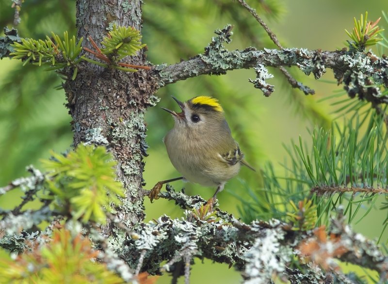 птицы,желтоголовый королек Желтоголовый королек фото превью