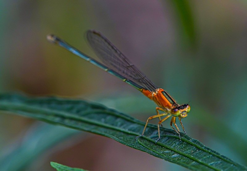 Orange Damselfly фото превью