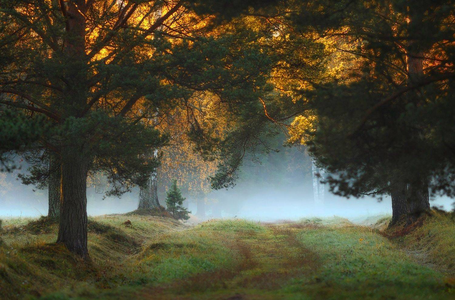 павловскийпарк, павловск, питер, пейзаж, природа, рассвет, павловский, туман, landscape, tsarskoyeselo, autumn, Таня SHE (Aiya)