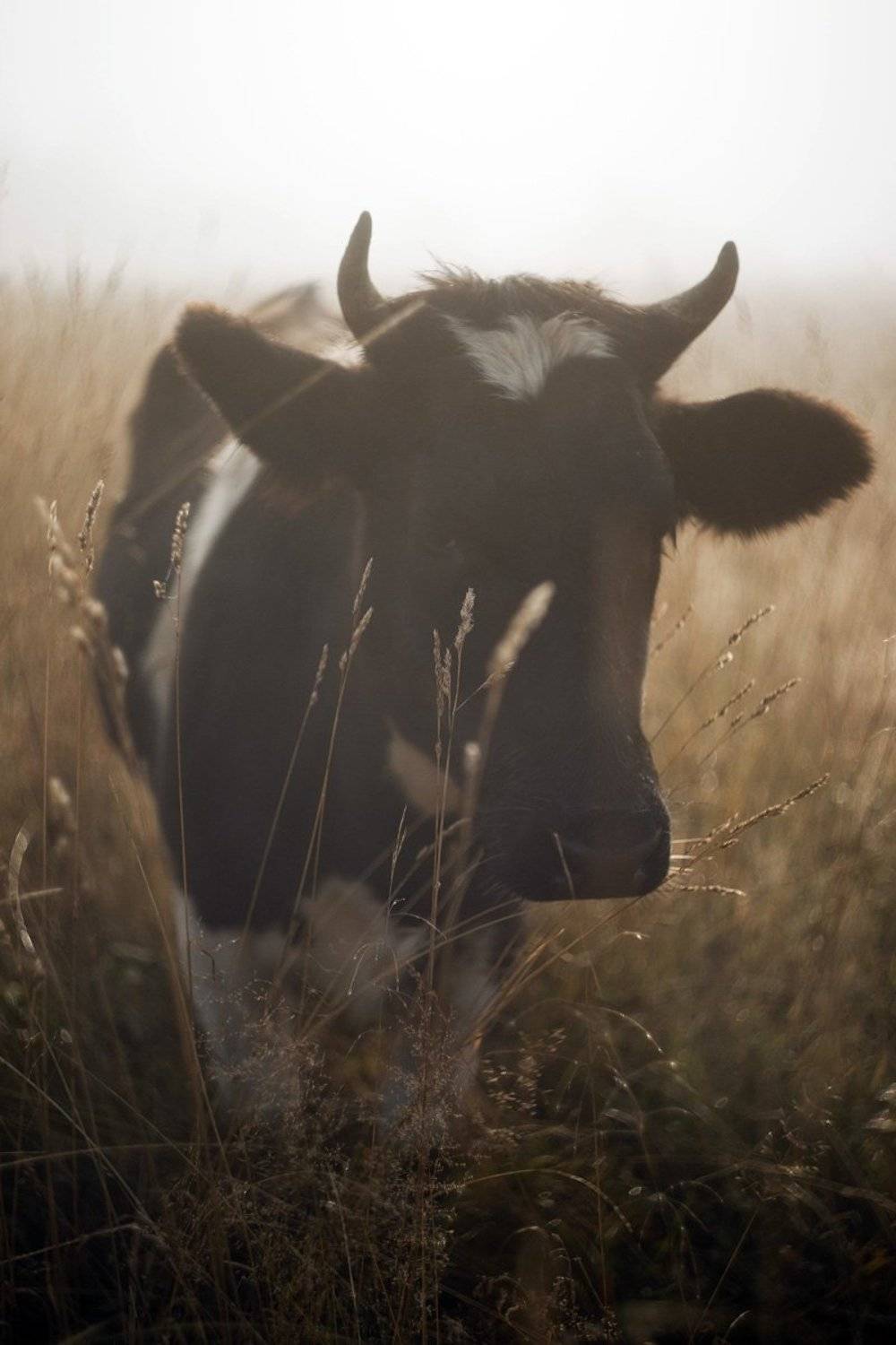 , Владимир Письмак