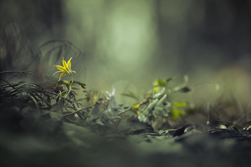 flower, spring, nature  фото превью