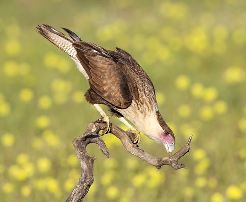 Молодая Каракара - Crested Caracara