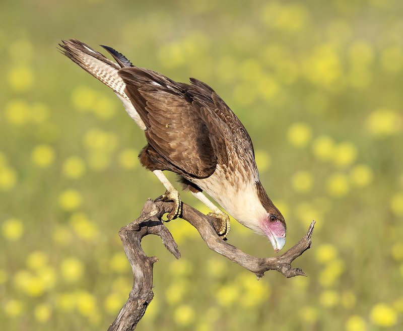 каракара, crested caracara, caracara, tx, texas, хищные птицы Молодая Каракара - Crested Caracara фото превью