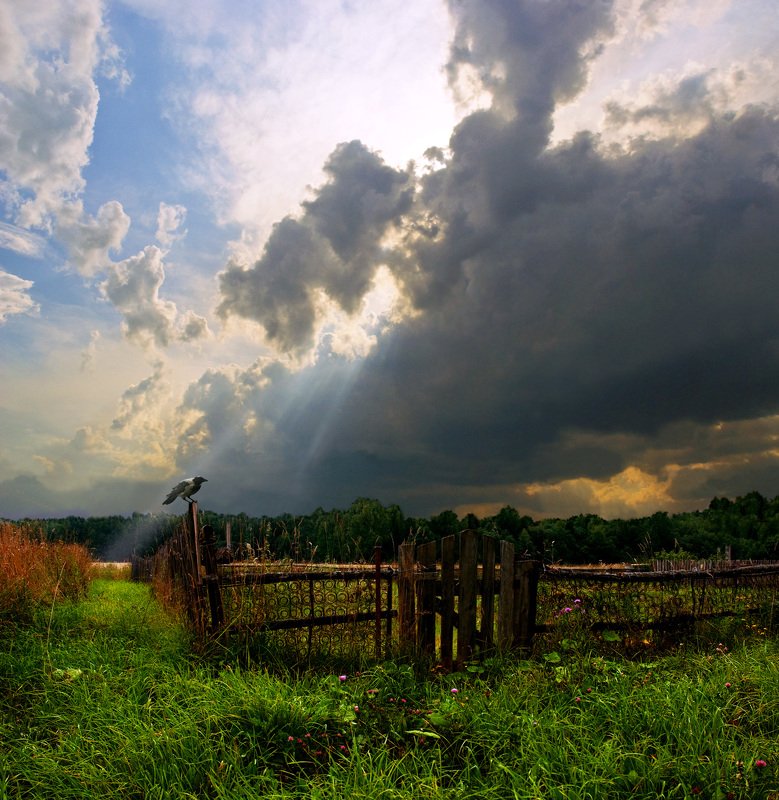 Ворона перед грозой фото превью