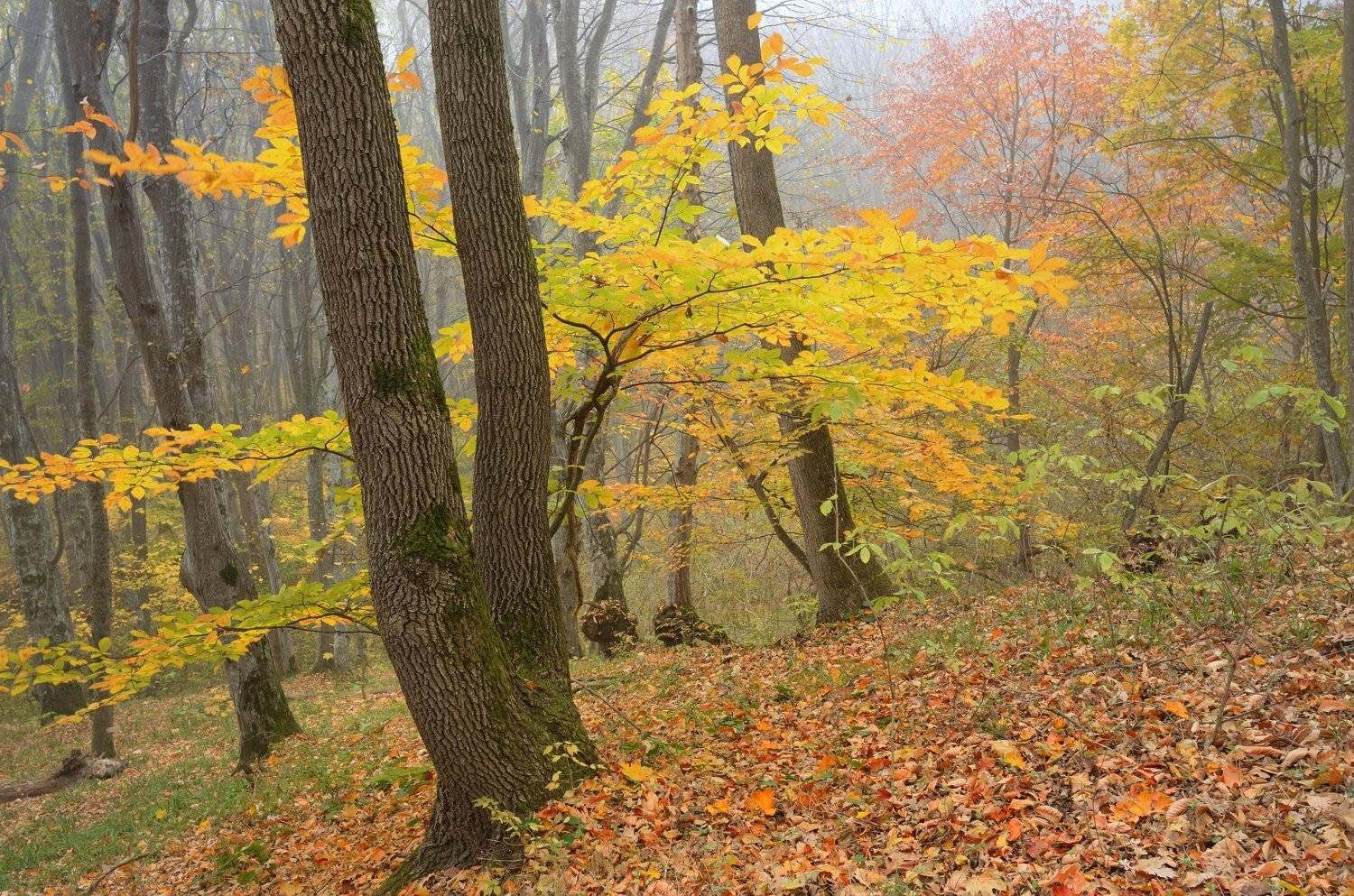 осень листва утро деревья, Александр Жарников