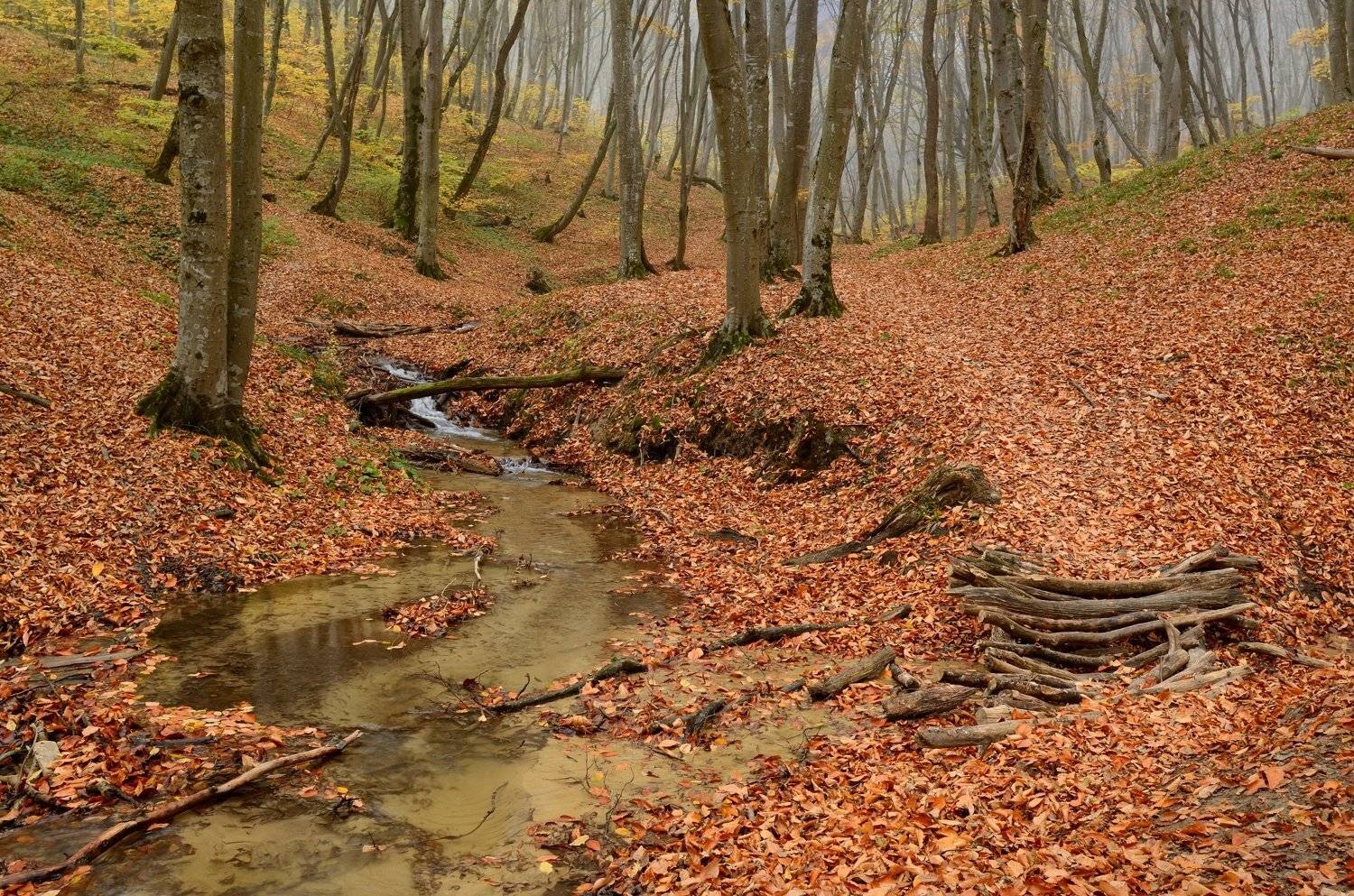 осень листва утро деревья, Александр Жарников