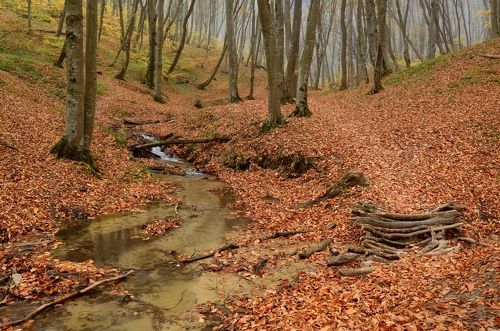 Тропинка в осеннем лесу,Ставрополь