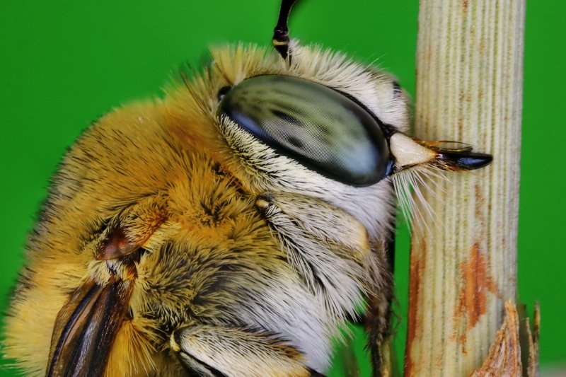 #pollinator#portrait#macro#macrostack#northcyprus Anthophora фото превью