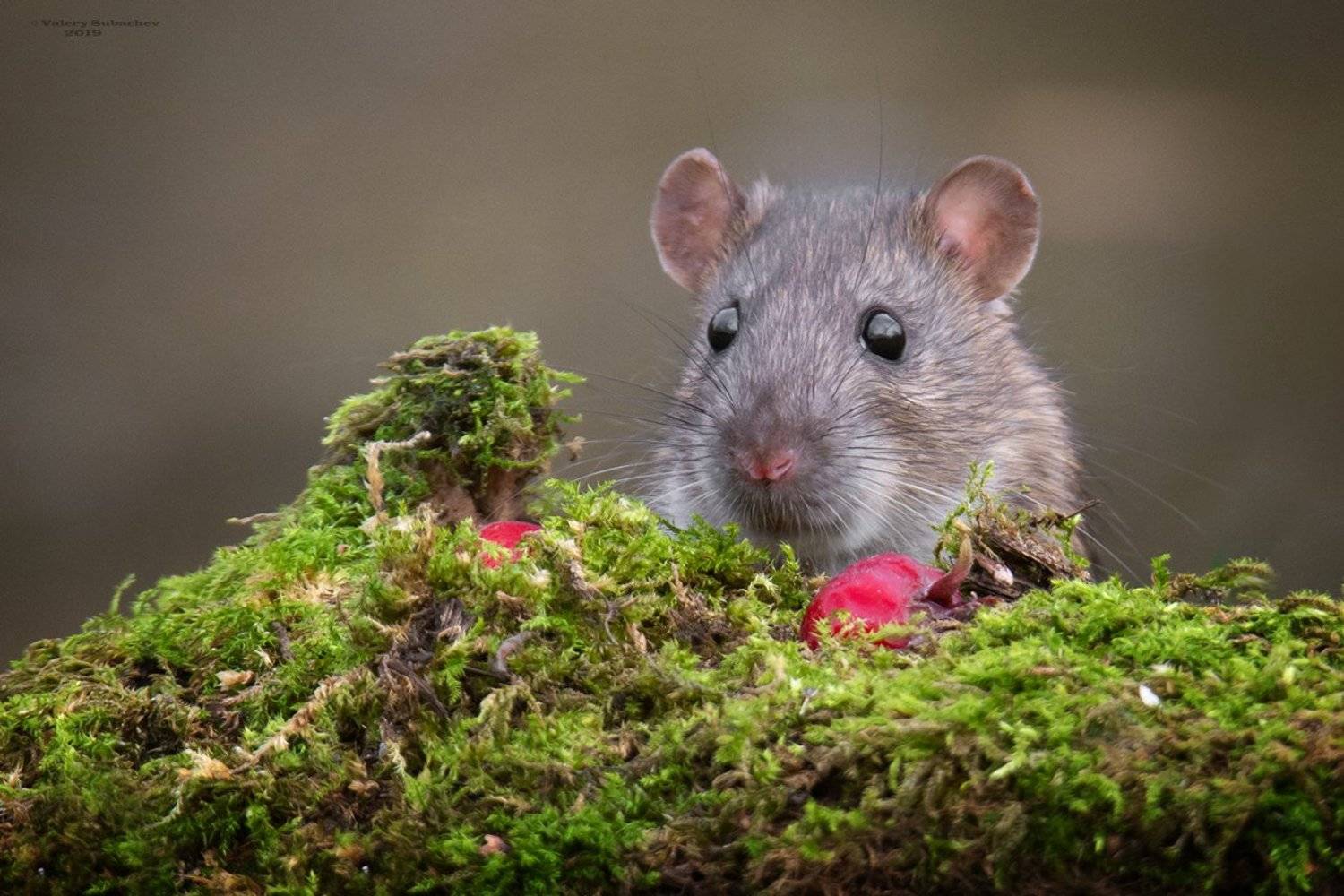 , Валерий Субачев