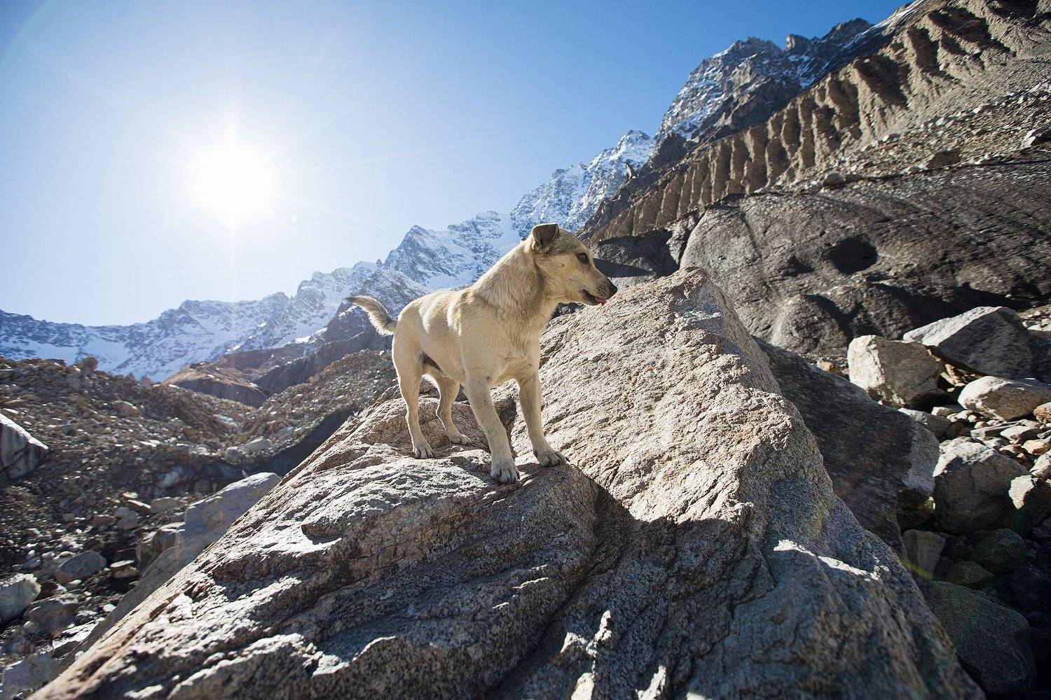Булунгу, горы, собака, пёс, кавказ, Шаурту, ледник, Владимир Кочкин