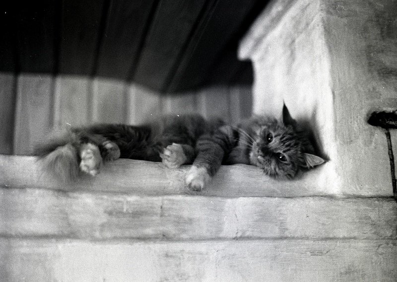 Кот Баюн. фото превью