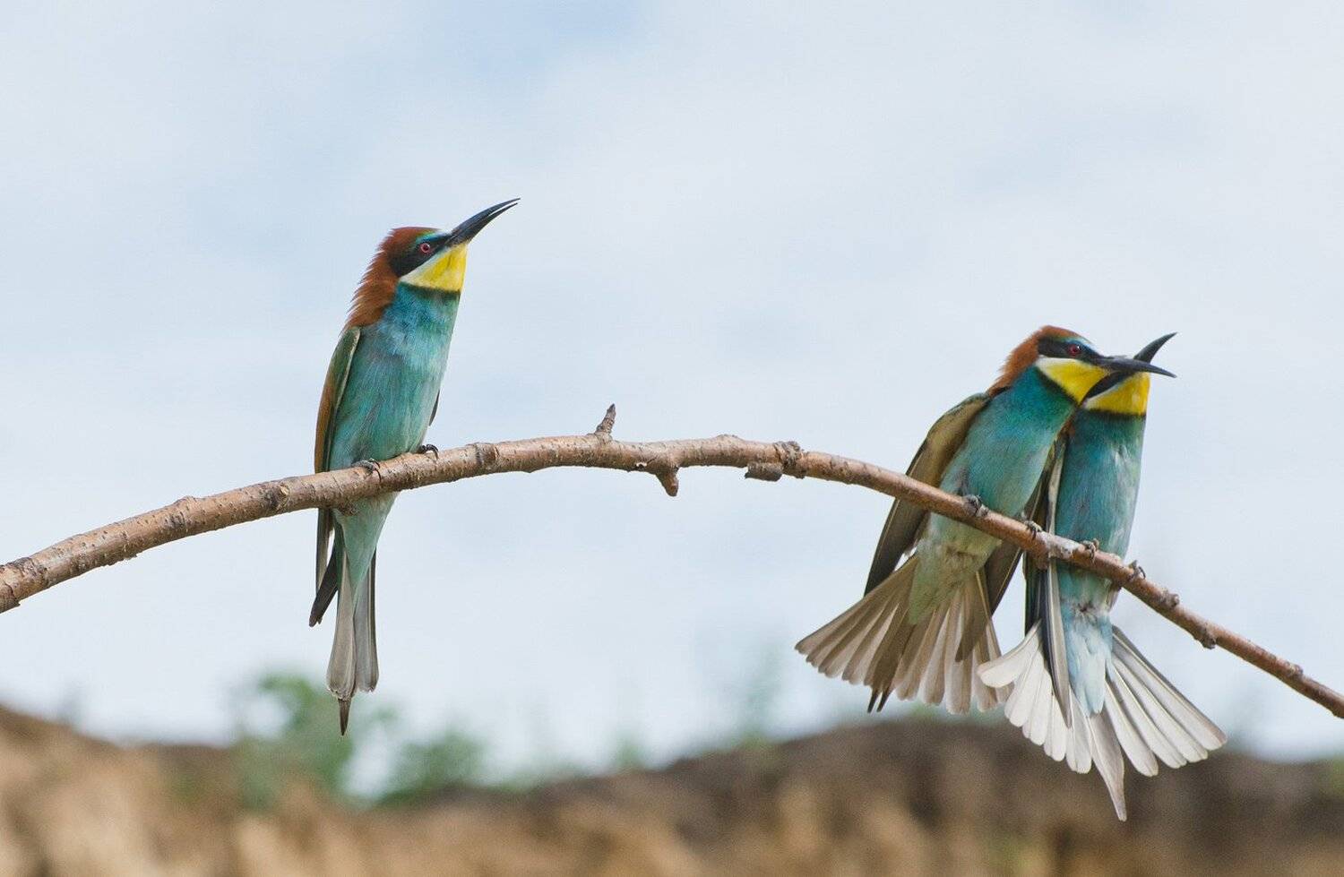 золотстые щурки, Михаил Агеев