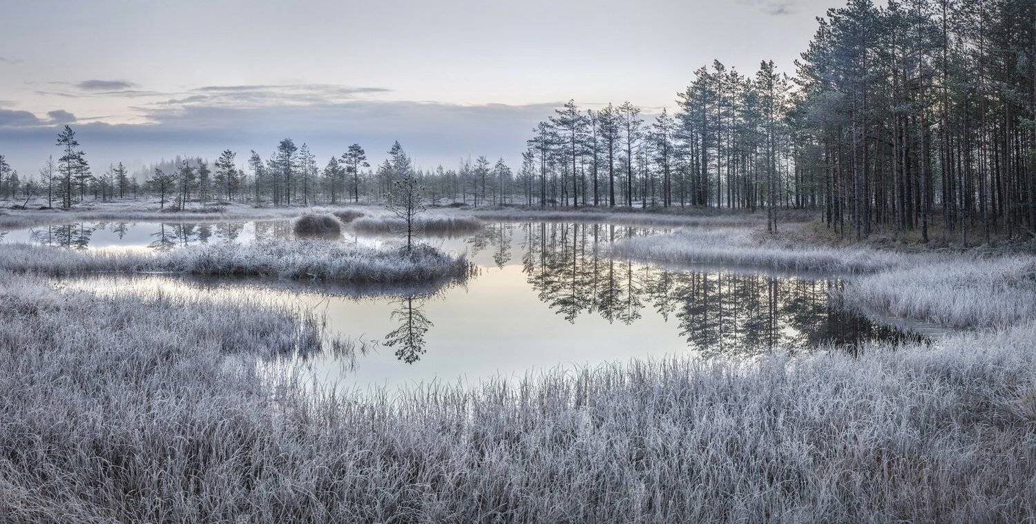 болото, ленинградская область, ленобласть, изморозь, ноябрь, Арсений Кашкаров