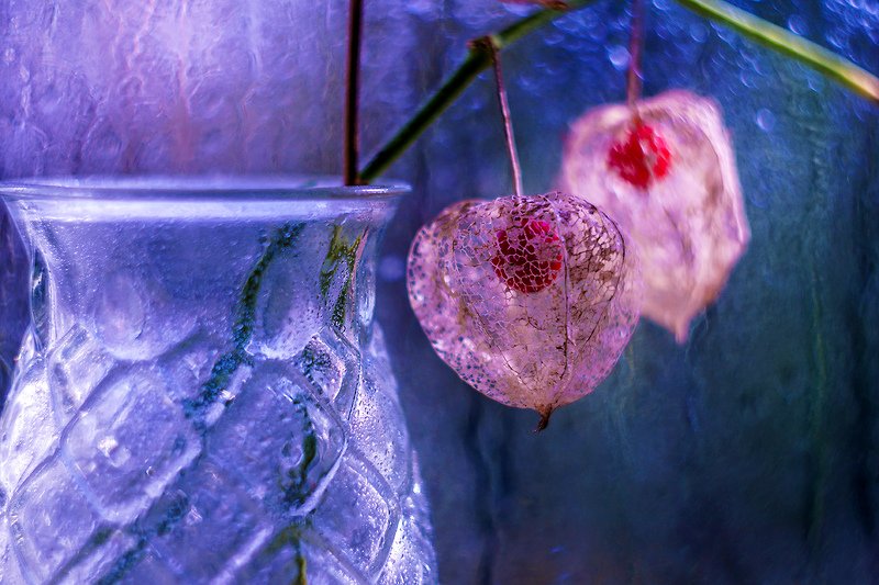 Настроение с физалисом. фото превью