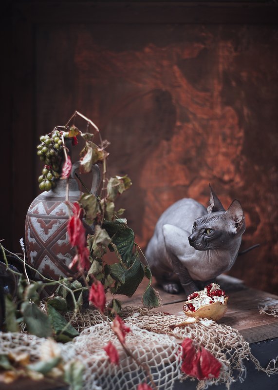 #сфинкс #кошки #домашние #животные в натюрморте #портрет Кошка и кувшин фото превью