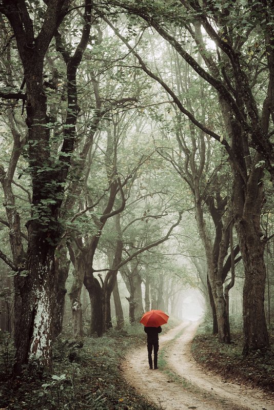 ходить walk forest woods trees road magic miasty foggy dranikowski path fall alley red umbrella ходить фото превью
