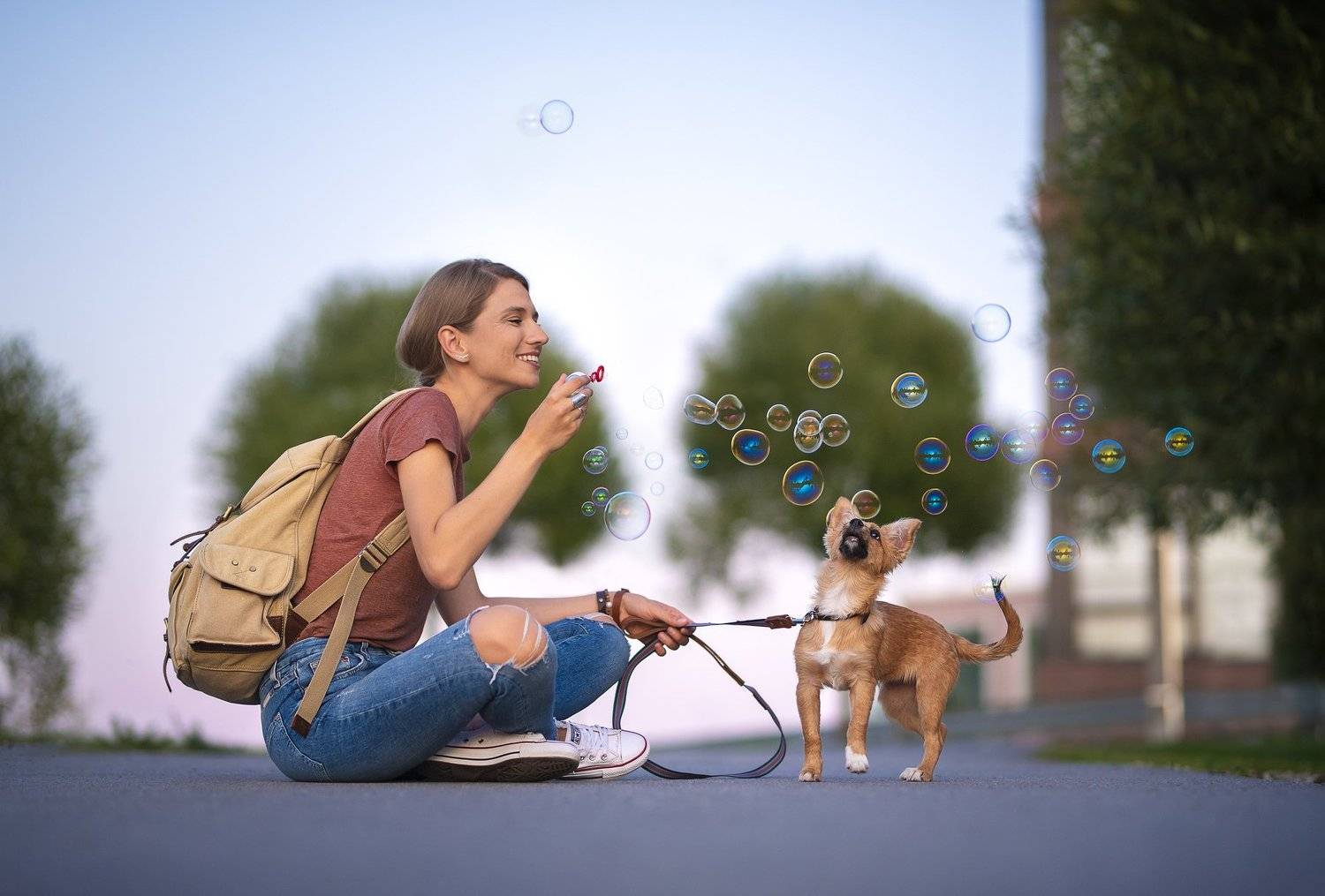 dog, mix-breed, rescue dog, Karina Saarestik