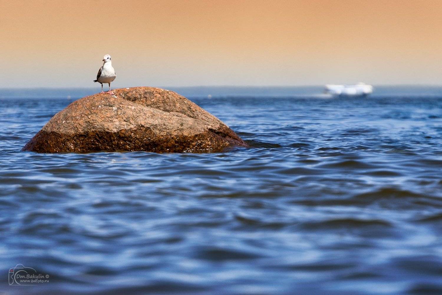 , Дмитрий Бакулин