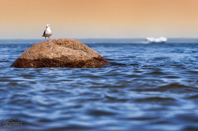 Чайка и ракета фото превью