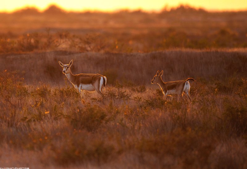 Молодые джейраны на закате дня фото превью