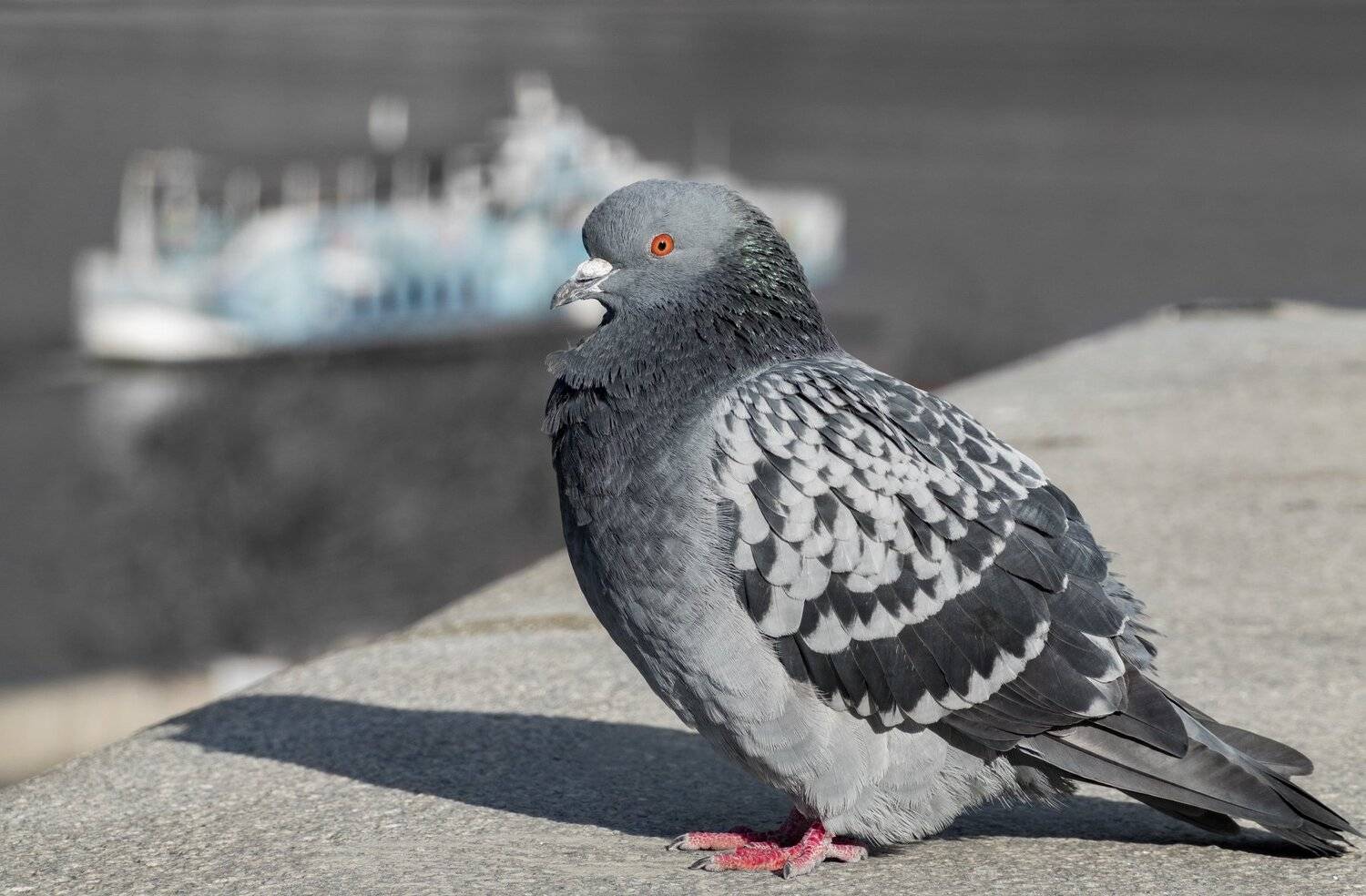 , Курлянцев Алексей