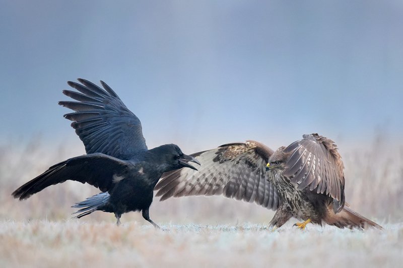 Kruk vs Myszołów фото превью