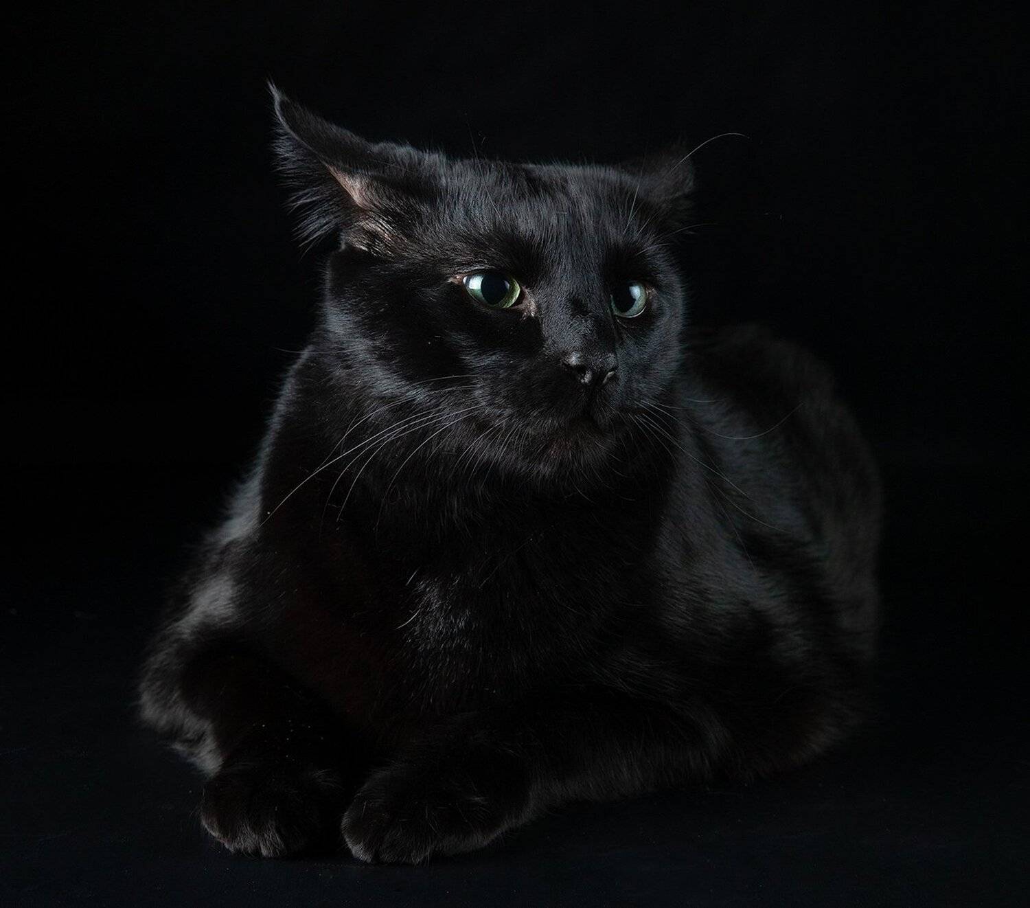кузя, сat, кошка, кошки, животные, кот, черный кот, black cat, Elizabeth Etkind