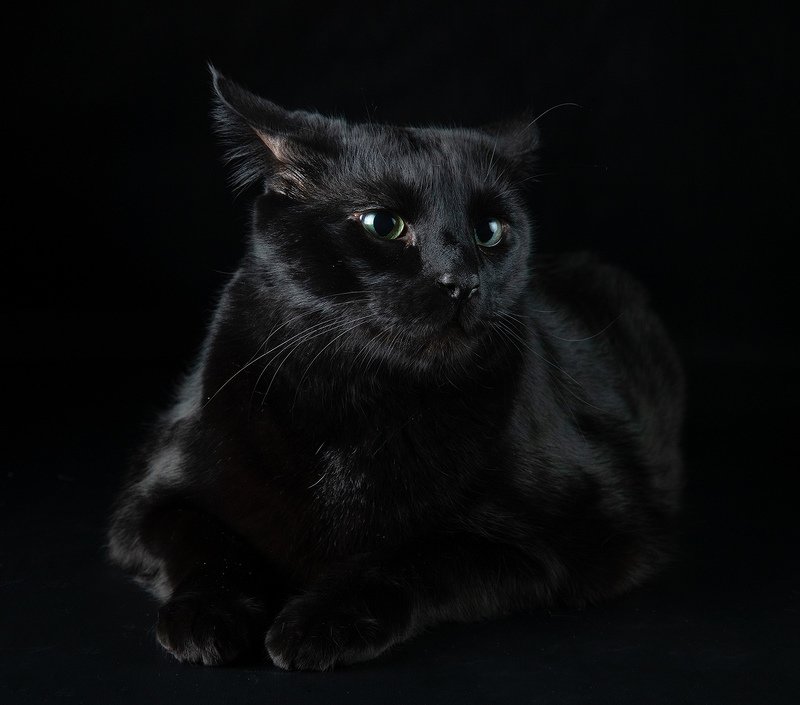 Кузя - My Black Cat фото превью
