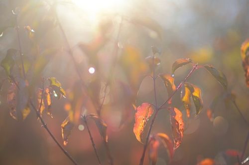 Осенний рассвет