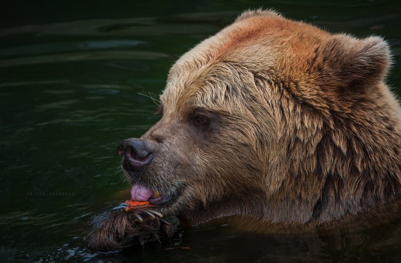 bear, медведь, фотоохота, анималистика, дикая природа, природа, лес, животные, nature, wildlife, animal, wildlifephoto, suomi, finland Вкусняшка нашлась фото превью