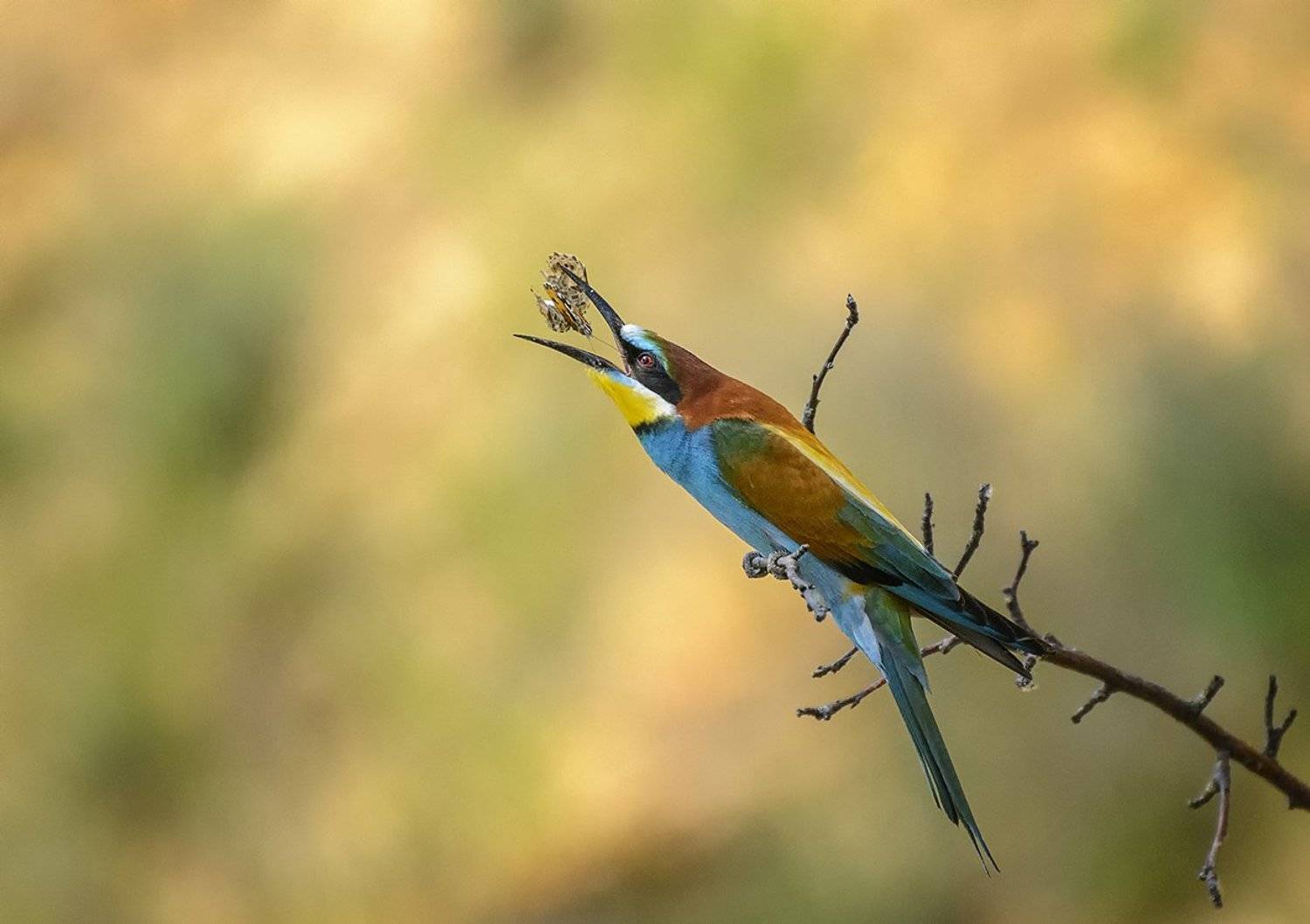 , Анатолий Зверев