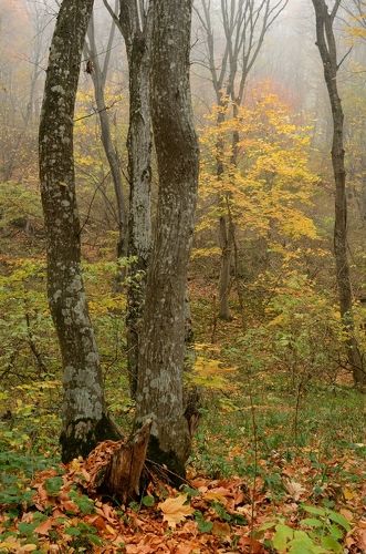 Осеннее утро в Ставропольском лесу