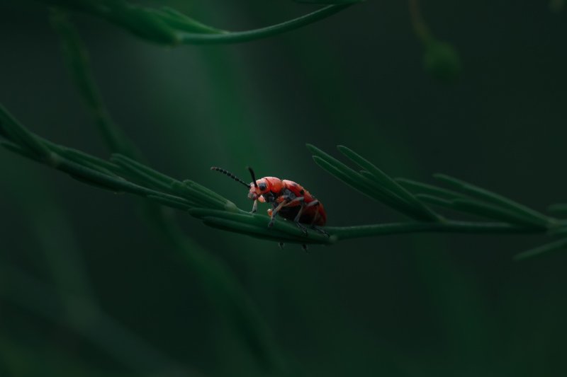 Спаржевая трещалка лучах  утреннего солнца фото превью