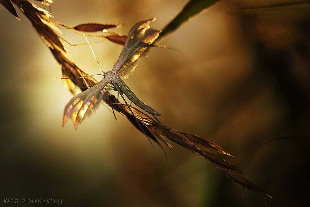pterophorus pentadactyla,white plume moth, macro, nikon d80, nature, moth, sigma 150mm f2.8 apo macro,sunset, golden light, diffuser, softbox,chernivtsi, ukraine, serkiz oleg, олег серкиз, закат, мотылёк,пальцекрылка сливовая, Oleg Serkiz