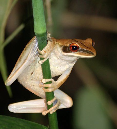Перуанская прынцесса