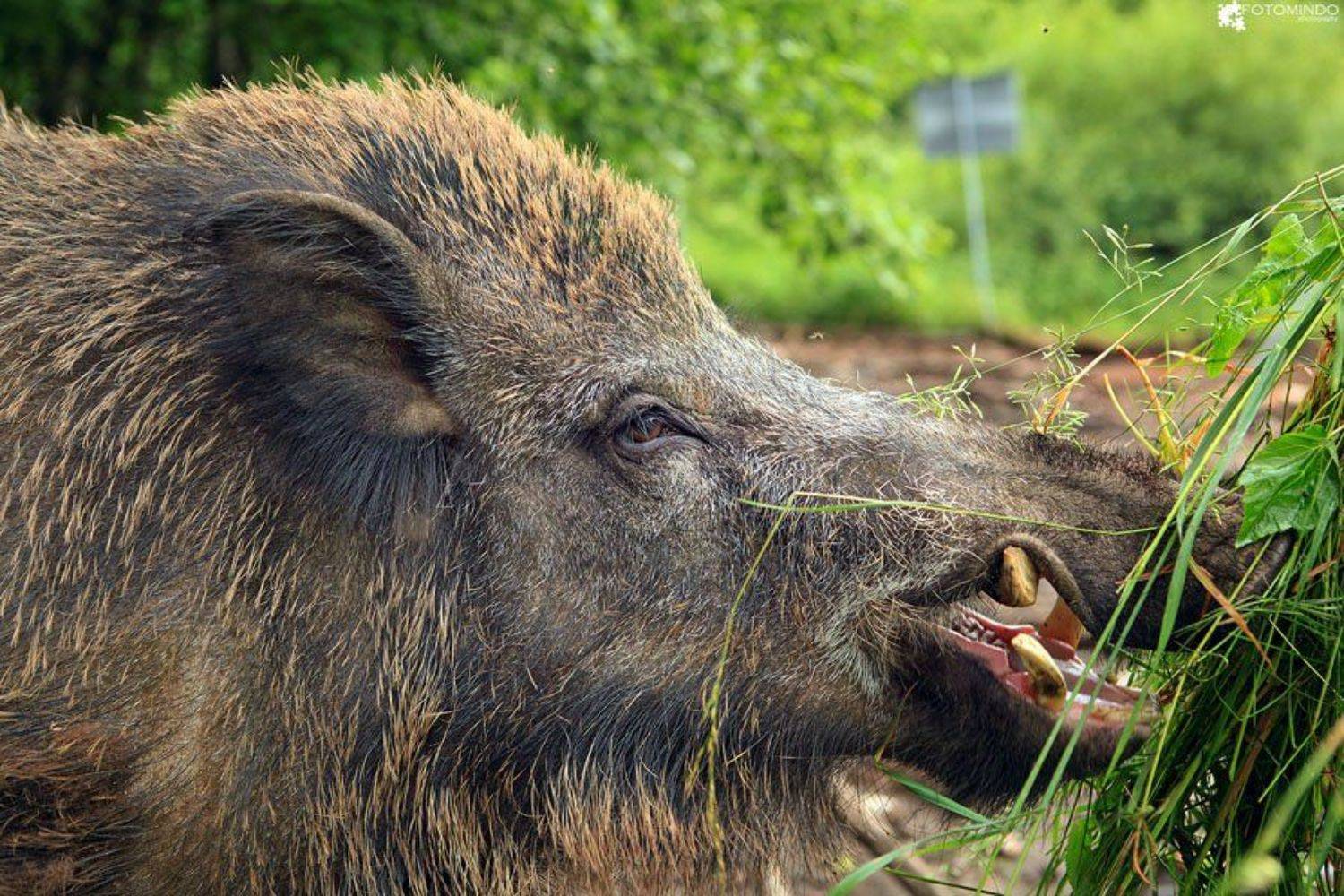 , Mindaugas Navickas