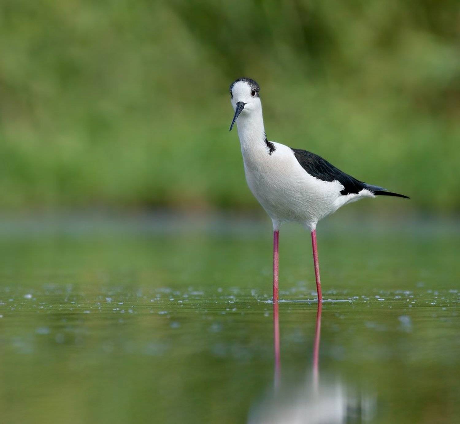 кулик , ходулочник, Alena