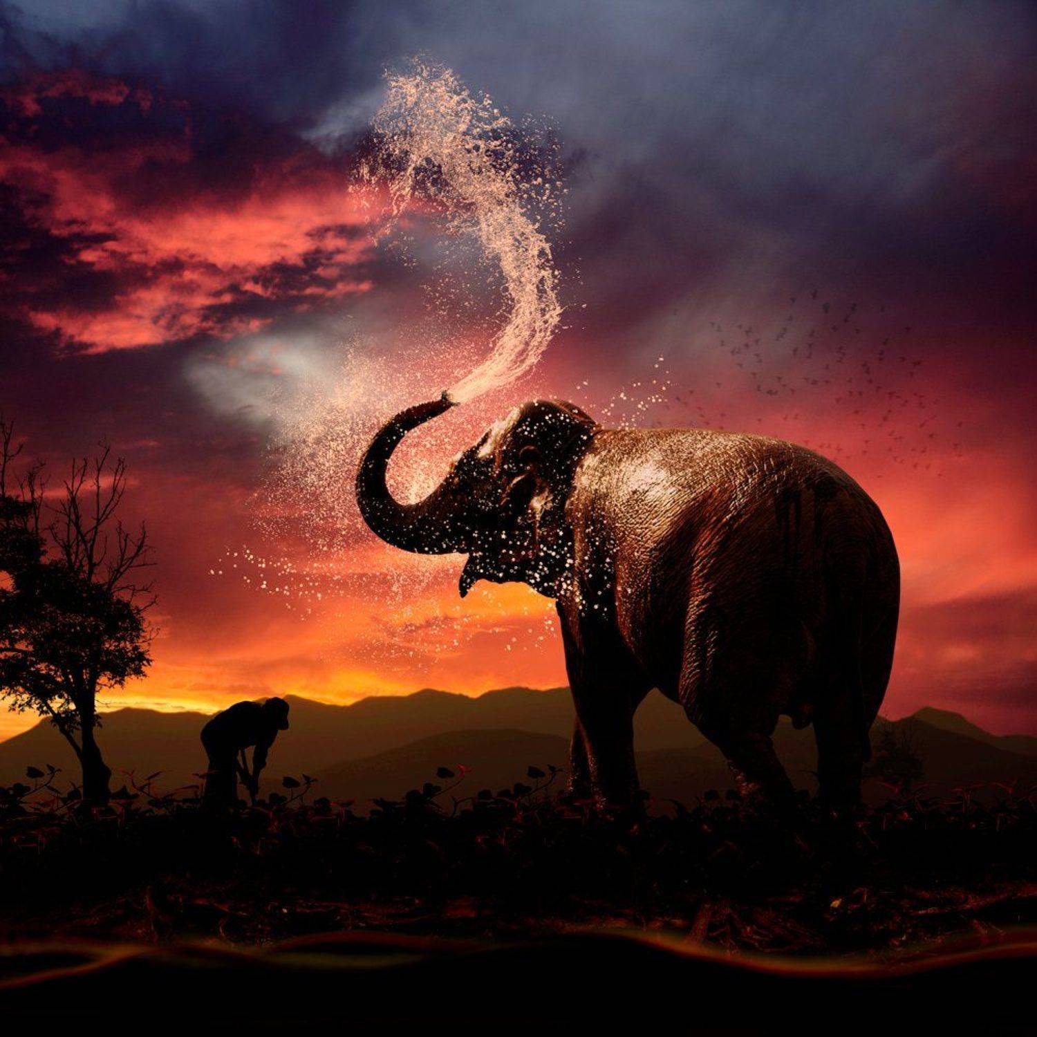 sunset, water, reflection, light, tree, leaf, splash, elephant, mounting, worker, splashing, hard day, Caras Ionut
