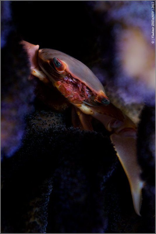 краб, predator Predator фото превью