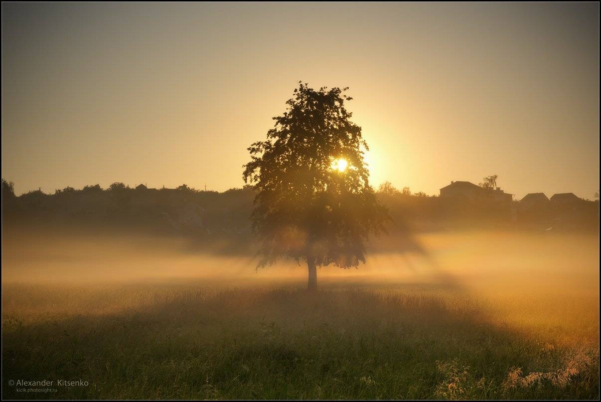 утро, луг, роса, туман, дерево, околица, лучи, солнце, солоницевка, Александр Киценко