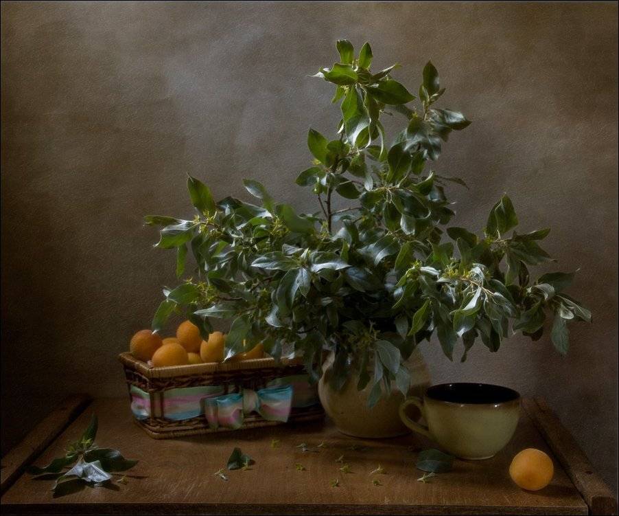 натюрморт, абрикос, жёлтый, лето, вкус, still life, yellow,apricot, El. G.