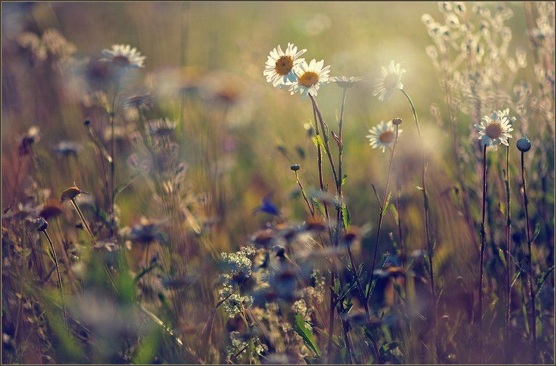 Полевые цветы. фото превью