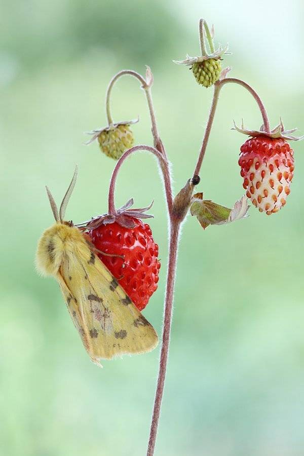, Сергей Таланов