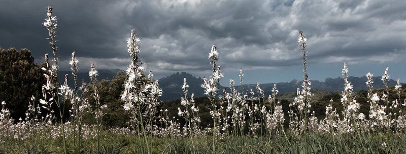 Поля забвения фото превью