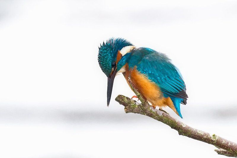 nature blue & white фото превью