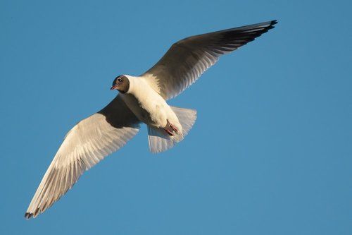 Небольшая птица семейства чайковых ©