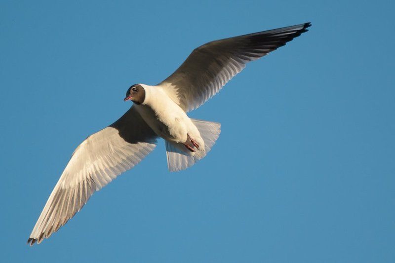 чайка, птицы Небольшая птица семейства чайковых © фото превью