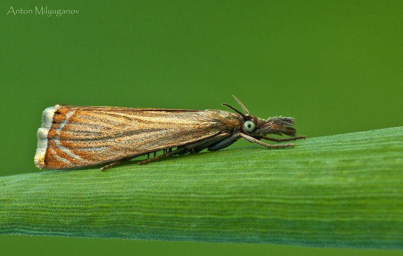 макро, насекомые, бабочка Травянка соломенная (Chrysoteuchia culmella) фото превью