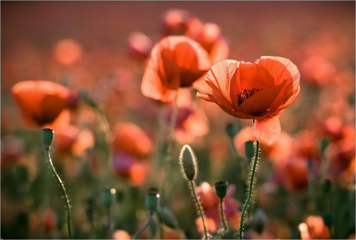 , Николай Шахманцир